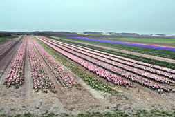bretagne pays bidouden plomeur culture tulipes joncquilles jacinthes sable hollandais