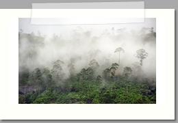 Forêt brumeuse - Sri Lanka