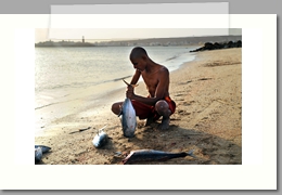Pêche aux thons - Oman