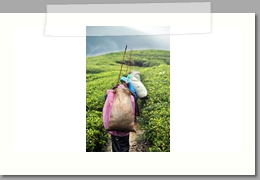 Les cueilleuses de thé - 2 - Sri Lanka