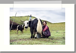 Traite des yaks - Sichuan Chine