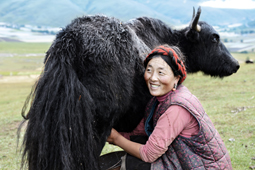 Sichuan chine yaks traite tibetaine