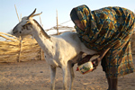 touaregs niger niamey agadez