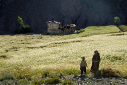 ladakh champs blé vallée lamayuru
