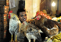 vendeur poules médinas fes maroc