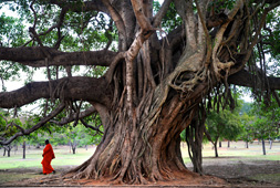 Pipal bodhi tree sri lanka moine bouddhiste
